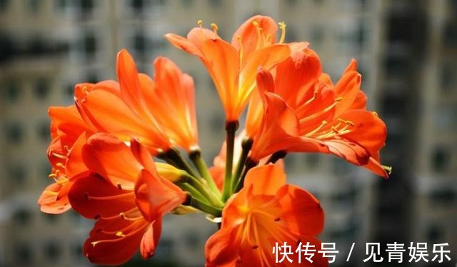 君子兰长得好，“养根”就行，看着肉质根呼呼长，枝头挂红花！