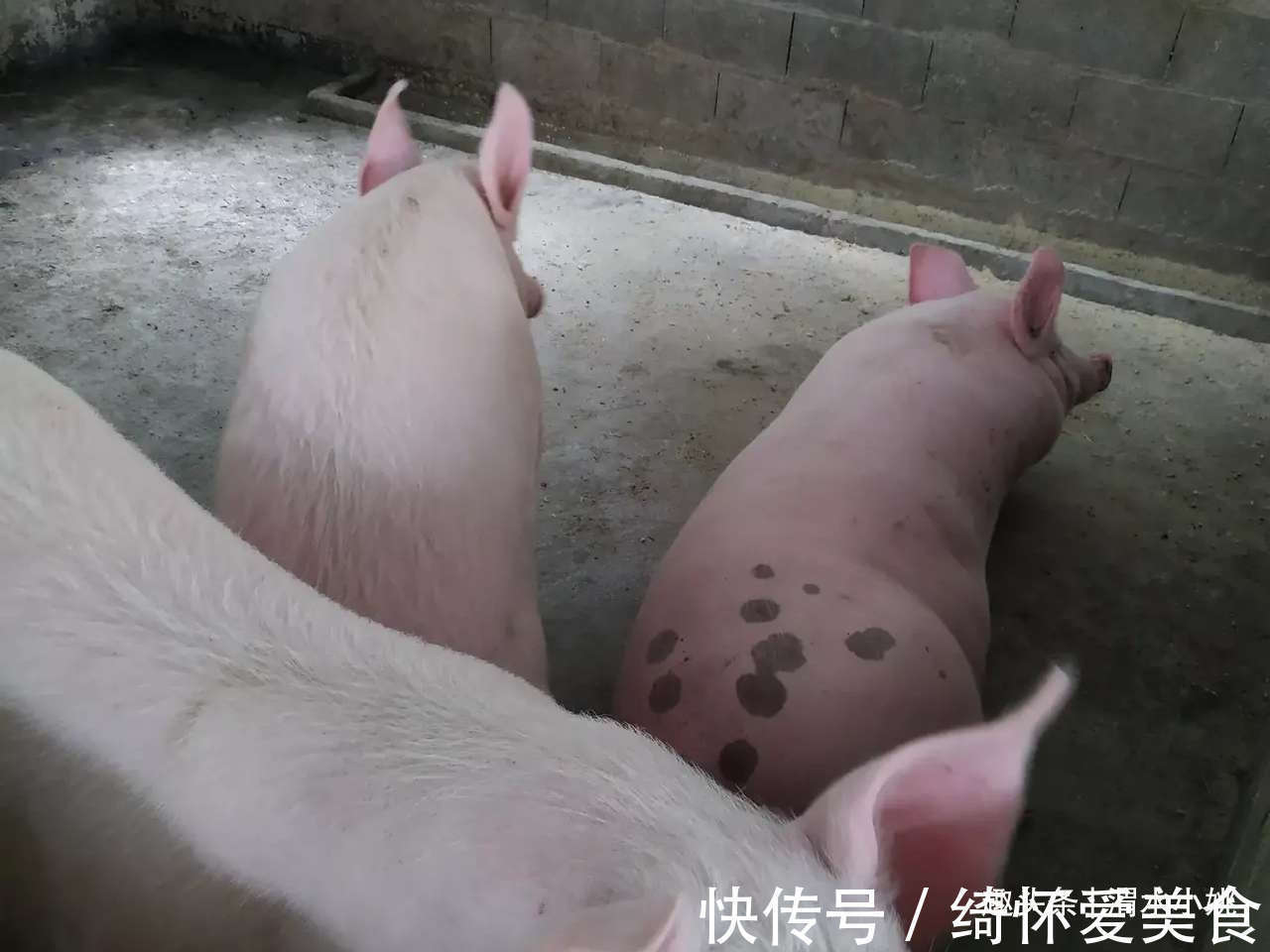 猪苗批发市场的变化与趋势