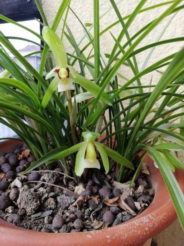 们可以|虎皮兰周围扒圈土,小钢芽嗖嗖冒,一盆能分出10几盆