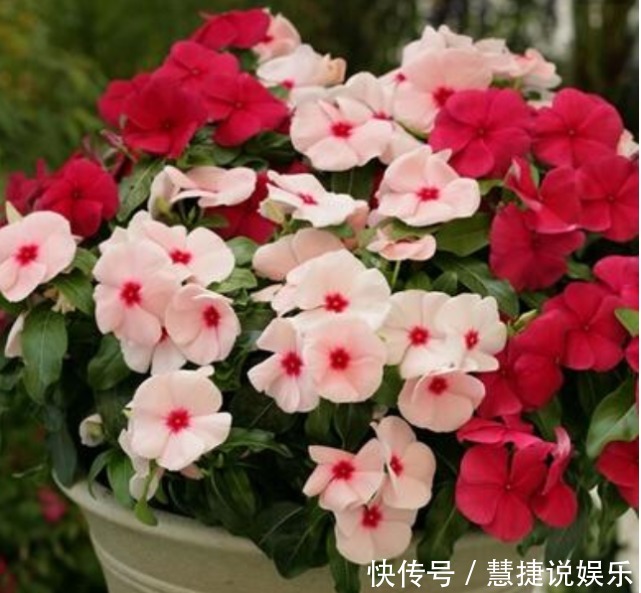 花卉里的“劳模”,3种花全年”开花不断“ ,好养又漂亮,美!