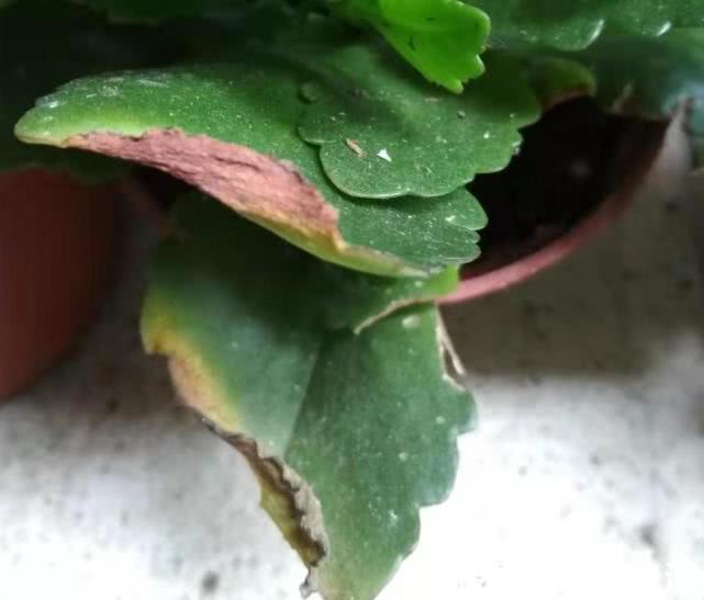 养长寿花容易犯4个错误,难怪不生长也不开花