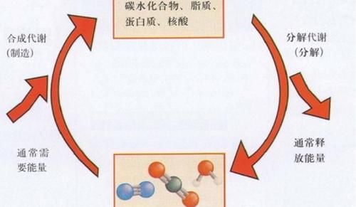 凝血细胞|多吃大蒜对胰岛好?医生坦言:若想远离糖尿病,需谨记3不碰