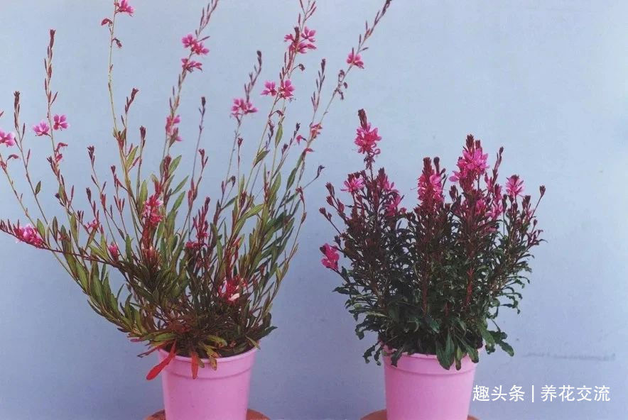 耐寒|13种耐寒的盆栽花卉，零下20多度可存活，大部分南方也能种