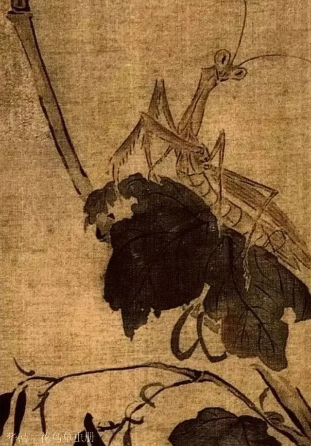 蝈蝈$国画技法图典——草虫篇:蝗虫 蚂蚱 蝈蝈 螽斯 螳螂 蟋蟀