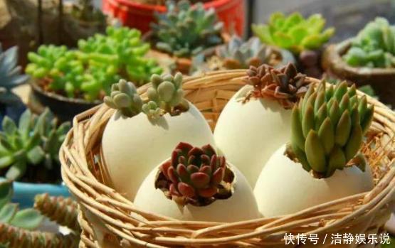 鸡蛋|鸡蛋全身是宝将它们分开用作养花,可让盆栽枝繁叶茂、多开花