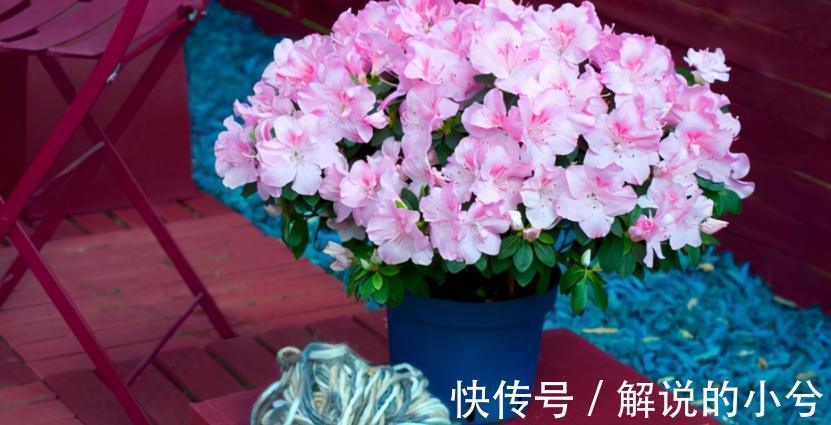 经验分享：用磷酸二氢钾养花的注意事项