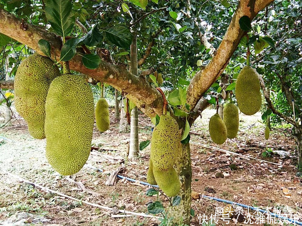 菠萝蜜的果|很多人只吃果肉,却不知果核也能吃,煮熟后似板栗,扔掉太可惜了
