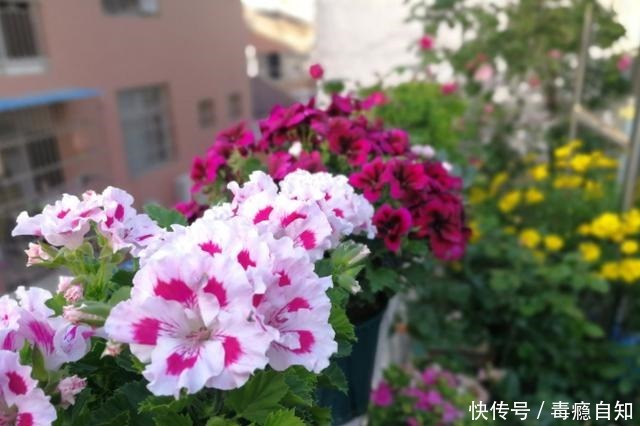 9月前后,这花必须剪一剪,不然明年没花看!