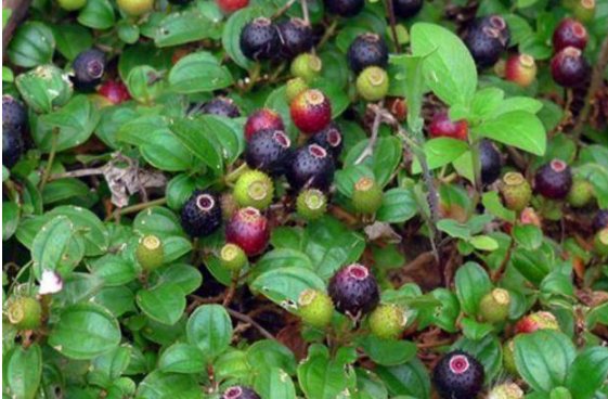 生長于鄉下的“天然鈣果”，含鈣7倍多，潛力巨大