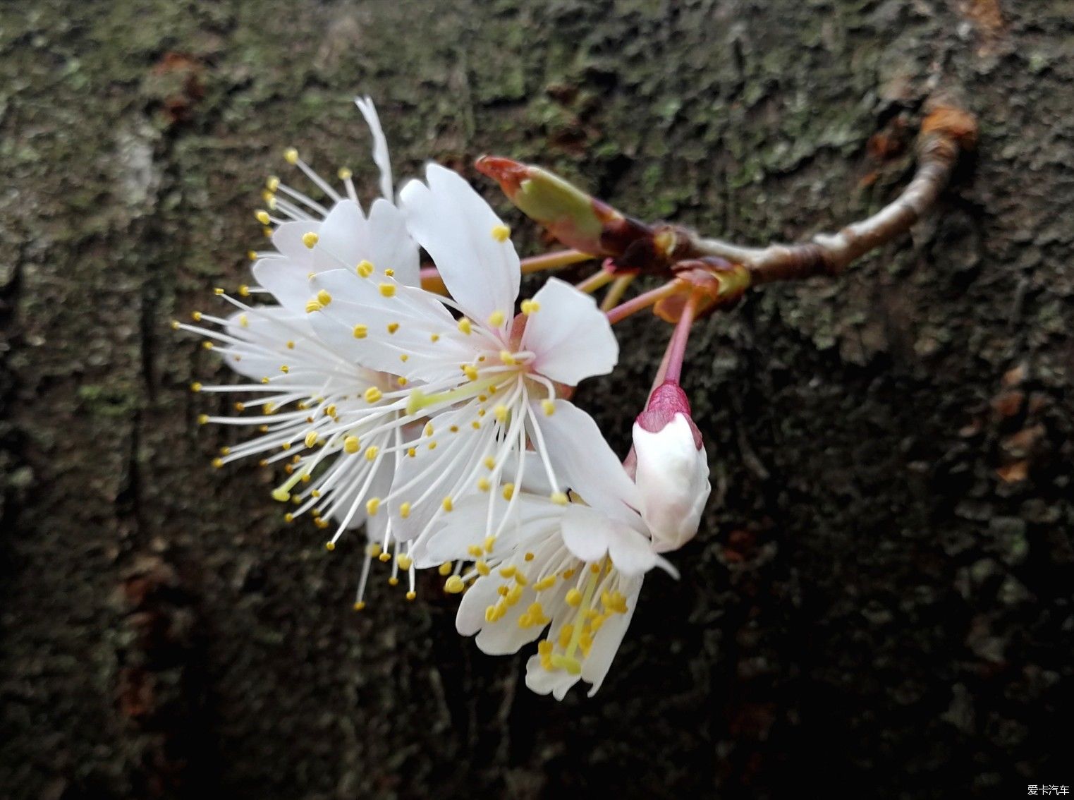 中年|大年初一的成都植物园