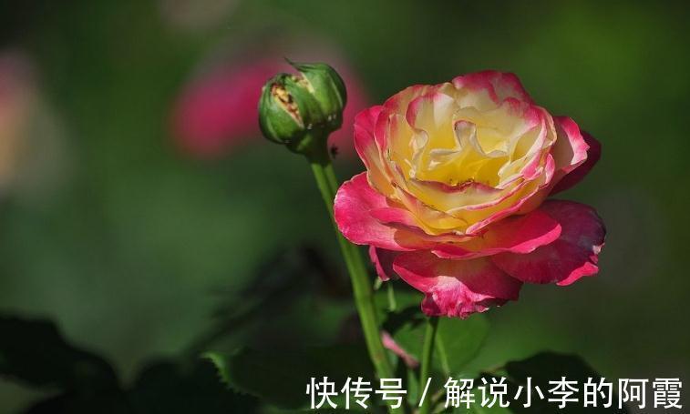 盆栽月季压条有哪些注意事项,怎样正确压条繁殖呢