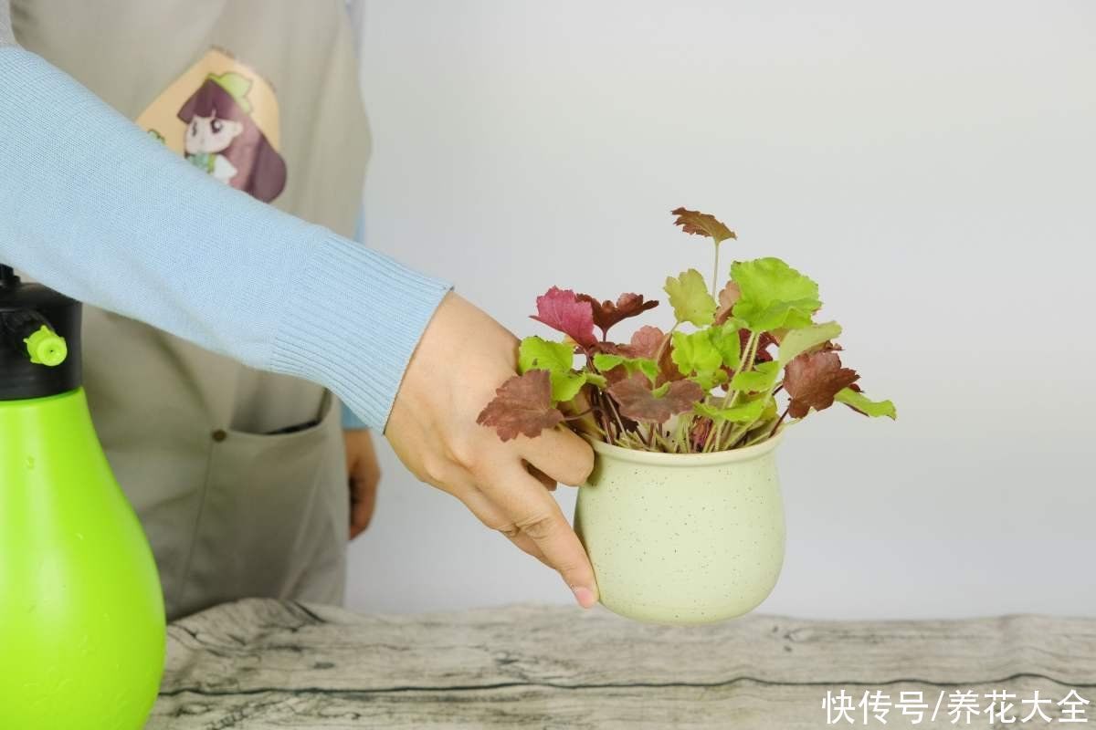 零下|矾根的叶子比花还美，好看又抗冻，零下十几度照样色彩斑斓