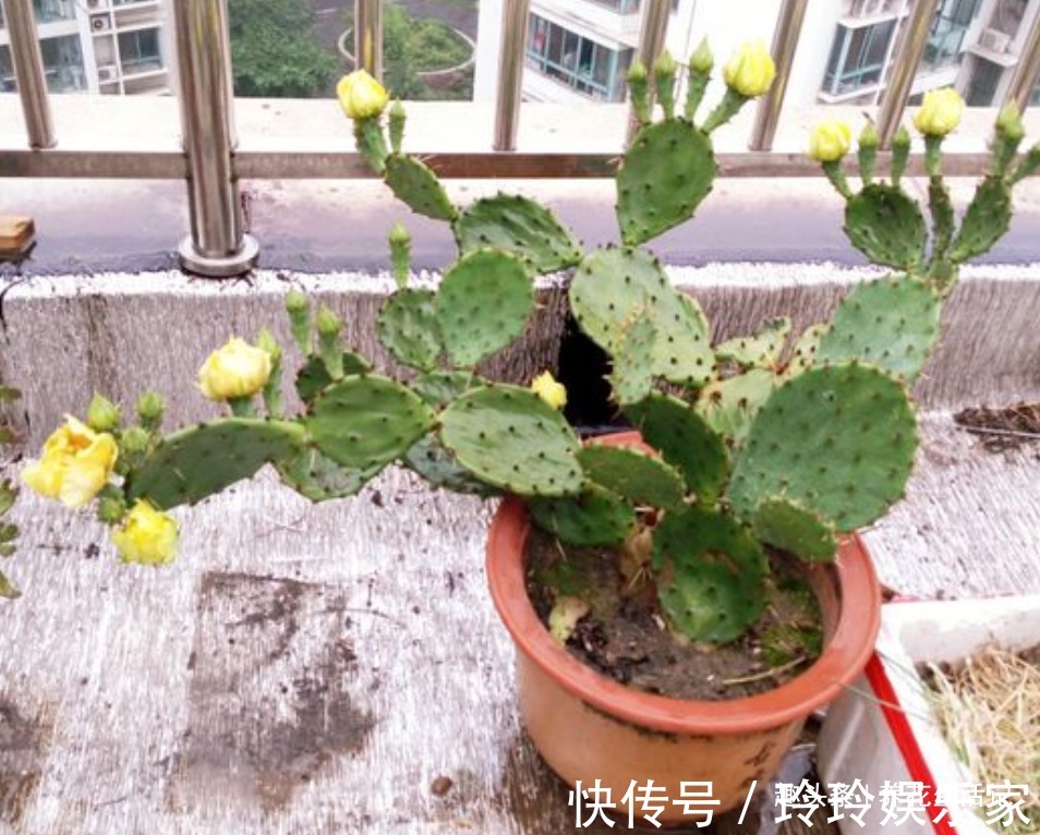 花友|不会繁殖仙人掌,按照方法进行扦插,生根速度快成活率高!