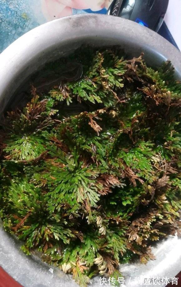 农村山上的“不死草”,生长在岩石上,很像杂草,殊不知很值钱