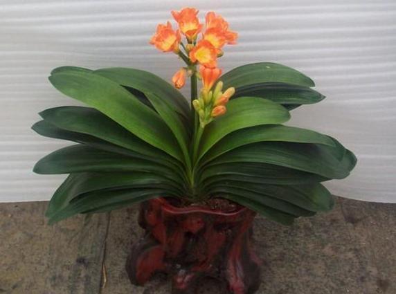 老爸养的君子兰常年都在开花,究竟是怎么做到的