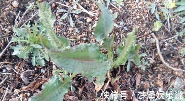 阴沟|农村阴沟中常见野草,治多年“脚气”有良效,已经有人用来赚钱