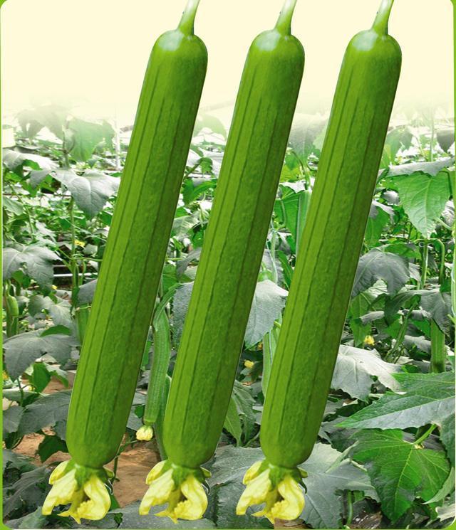 催乳|产后常吃5种催乳食物,新妈妈再也不用担心奶水不足!