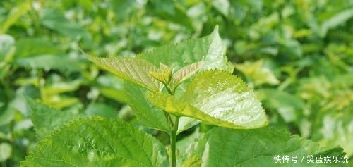 枸杞|黄芪加一物,连喝一周,或能补气护肝,美容养颜,肾脏越来越强壮