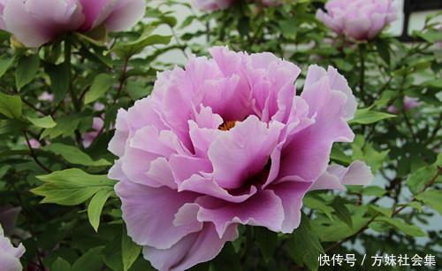 牡丹花怎么养 它与芍药的区别是什么 快资讯 牡丹花怎么养 它与芍药的区别是什么 快资讯