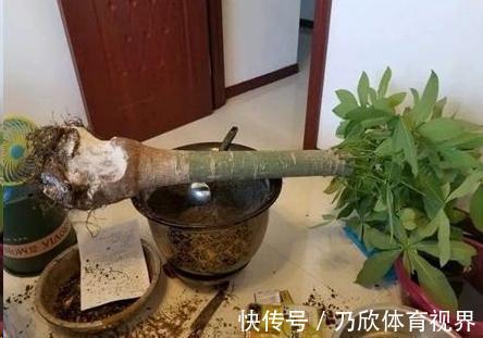 叶片|养这10种花,再喜欢也别多浇水,少浇水,不管它,反而花更多