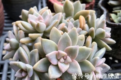 紫雾和淡雪不是同一种多肉，但它们都是胧月的孩子，而且非常好养