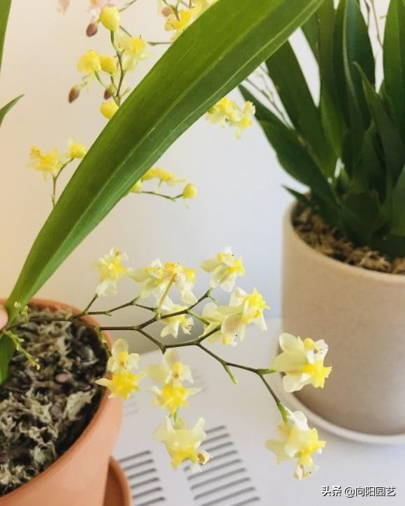 比兰花还高档的文心兰，现在养一盆，年底就开花，花香味很浓