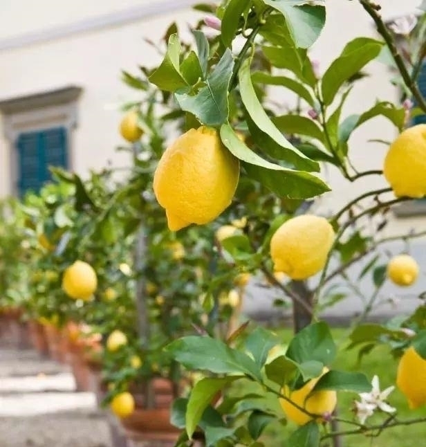 柠檬南方可以种植吗