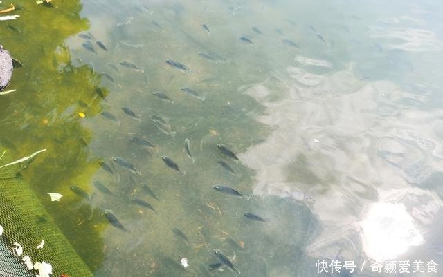 厦门|厦门一河道被“入侵”，密密麻麻全是鱼！连钓鱼人都发愁