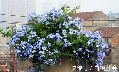 蓝雪花|4种漂亮花，一样的喜好，同时管理不要偏心，开出小花园！