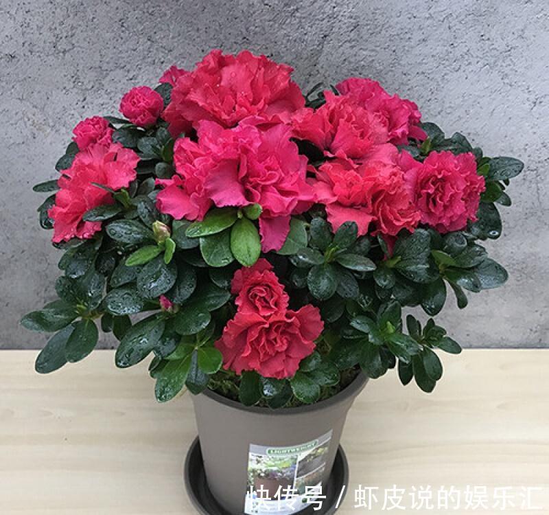 冬天花市“猫腻”多,5种“激素花”,多好看也别买,白白浪费钱