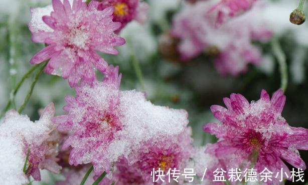 34种常见花草耐冻极限温度,哪些该搬到室内养,一清二楚