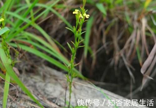 本草图经|独脚金:其貌不扬,却千元1斤,被称为“草中黄金”