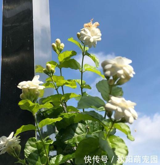 春天了，室内的花别着急出室，1点达不到，小心变“翻车现场”