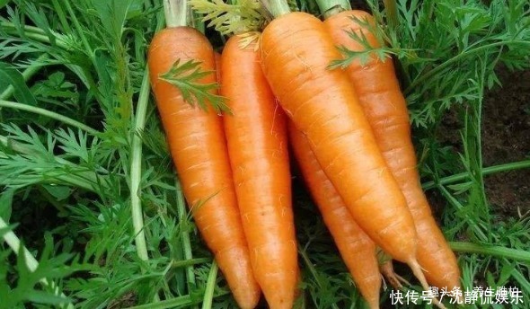 紫薯紫薯|聪明的女人,要多吃3种食物,子宫更光滑,皮肤更红润!