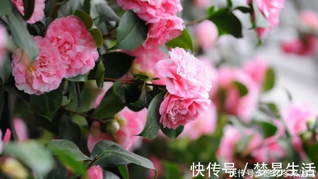 路边挖点土,养花施肥不求人,自制“营养液”,用了“蹭蹭长个”