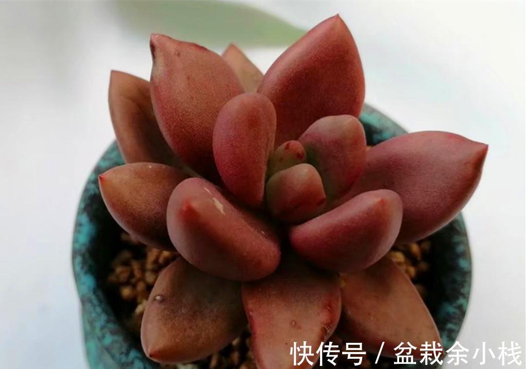 肉友们|这些从春可以红到秋的多肉,比较不容易掉状态,值得拥有