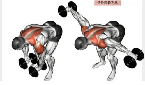 肌肉|肩膀肌肉中三角肌后束有什么功能，反向飞鸟训练又有什么缺点？