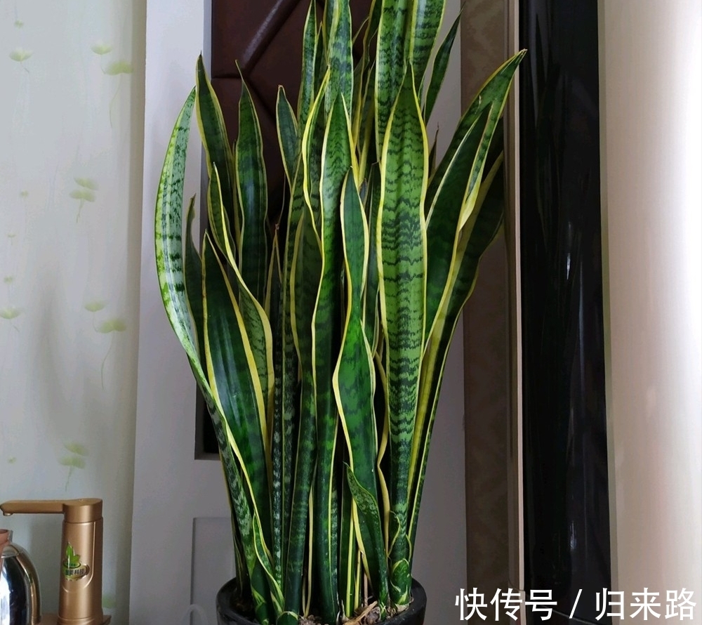 冬天虎皮兰,正在“虚弱期”,注意3个要点,小芽一个接一个