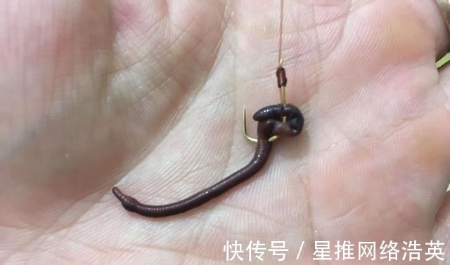 蚯蚓挂钩的6个小技巧,学会后渔获多多,一条接着一条