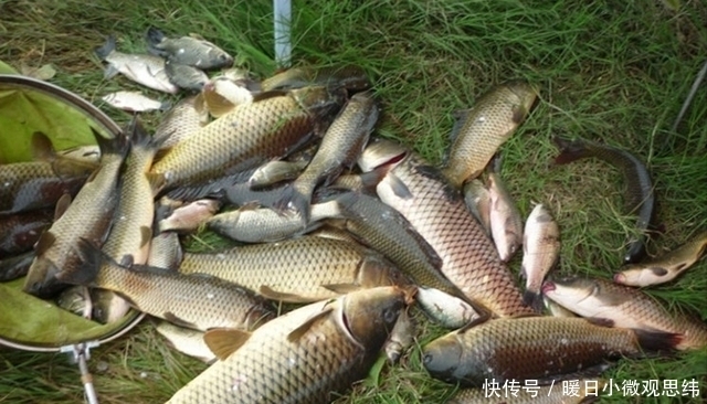 草鱼|注意8个细节,用好玉米粒钓浮,堪称草鱼、翘嘴的克星!