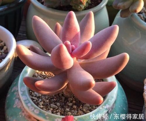 多肉植物|这“三多肉”颜值高,色彩斑斓惹人爱,特爱爆崽长势旺,值得拥有