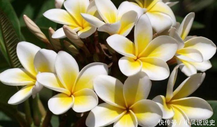 几款花卉四季有花开，花香四溢飘满屋，入手不亏