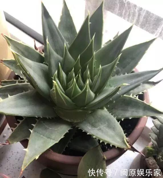 奶奶养芦荟10年,长成精了,老桩就像“胳膊粗”,小苗一大推