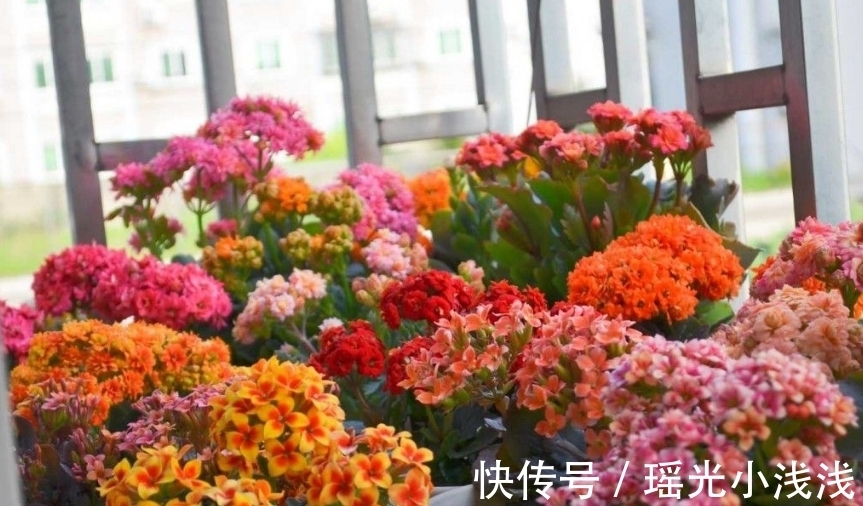 花苞|花市卖的长寿花，都满头花苞，原来是有“猫腻”，学学吧