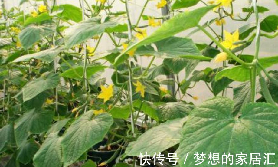 阳台上|真实的阳台种菜经历,翻车血泪史大放送