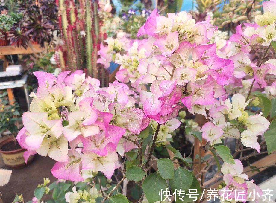 透气性|三角梅开花少甚至不开花？做好六个“保证”试试，想不开花都难