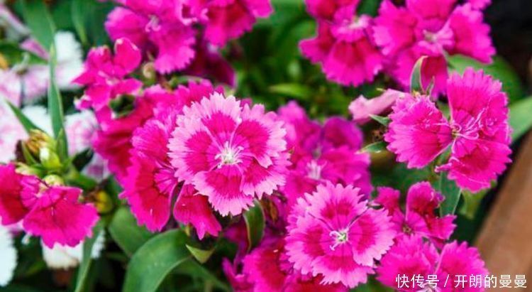 康乃馨花|4种花好养又便宜,对待新手很友好,不会心痛