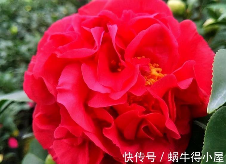 克瑞墨大牡丹|此花比牡丹还美，皮实好养开花艳，一开就是大半年，适合新手