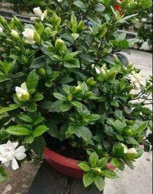 花芽|栀子花不开花怕啥，顺着“暴脾气”，随后爆花苞，一茬又一茬