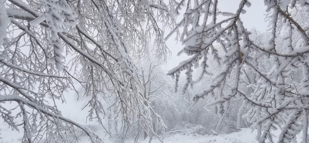 嵊州|嵊州这里有个林海雪原